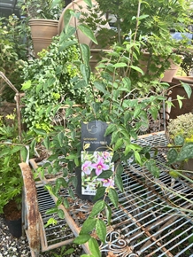 Uægte jasmin `Petite Perfume Pink`